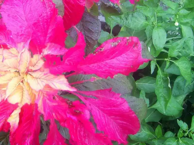 Амарант ущемляет перец