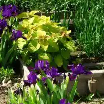 Агастахе с многолетними луками