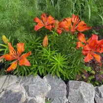 Лилия на грядке