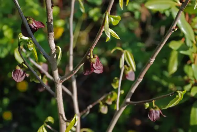 Цветение азимины