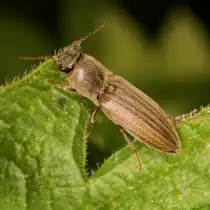 Щелкун полосатый (Agriotes lineatus)