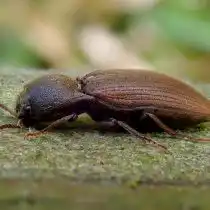 Щелкун посевной тёмный (Agriotes obscurus)
