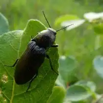 Щелкун широкий (Selatosomus latus)