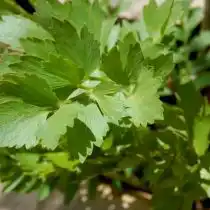 Любисток лекарственный (Levisticum officinale), сорт «Удалец»