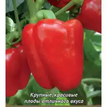 Сладкий перец "Доминатор"