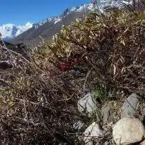Облепиха тибетская (Hippophae tibetana)
