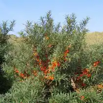 Облепиха крушиновидная (Hippophae rhamnoides)