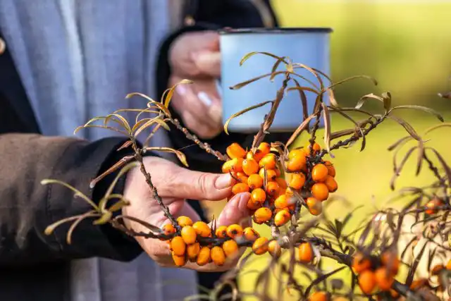 Для разных целей нужно выращивать несколько сортов облепихи
