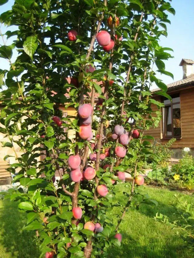 Слива колоновидная «Империал»