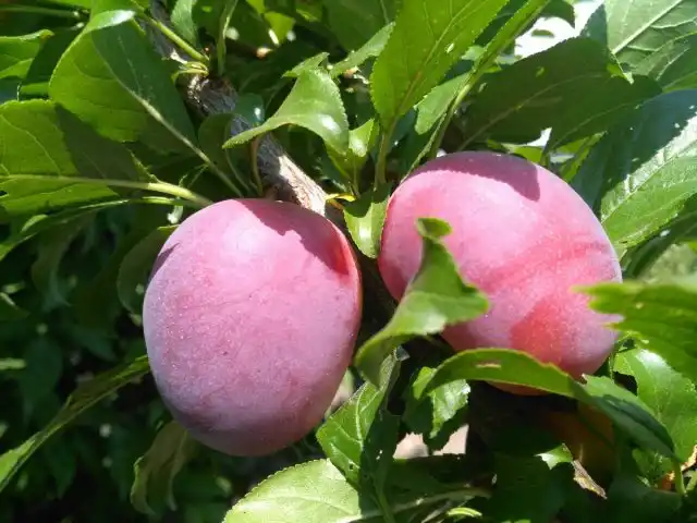 Сливы «Блю Свит»