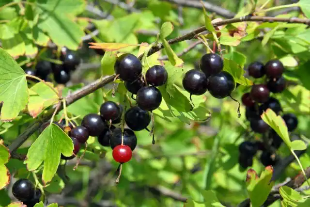 Йошту часто путают с золотистой смородиной (на фото)