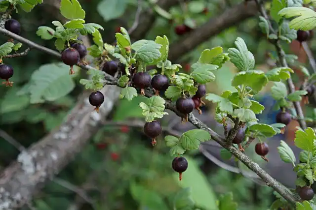 Йошта (Jostaberry), сорт 'Josta'