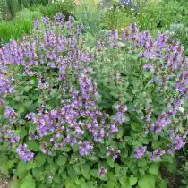 Котовник заполнит основу композиции и придаст объем