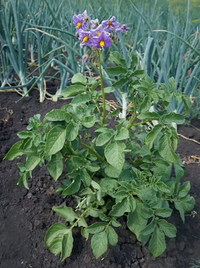 Картофель «Утро раннее»