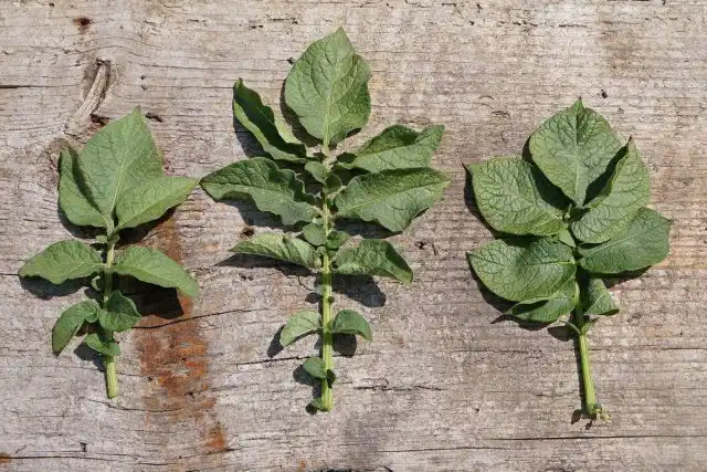 Слева направо сорта «Утро Раннее», «Каменская», обычный картофель