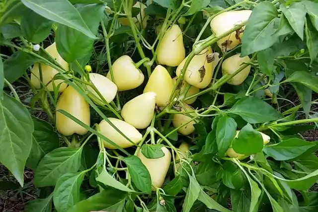 Сладкий перец «Сомборка» (Somborka)