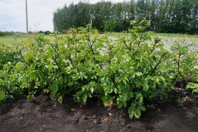 Картофель «Чудесник» имеет мощный раскидистый куст