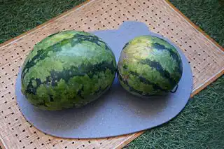 Арбуз «Принц Артур»