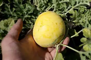 Арбуз «Принц Альберт»