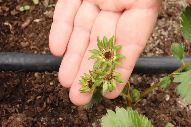 Цветки земляники, пораженные низкими температурами