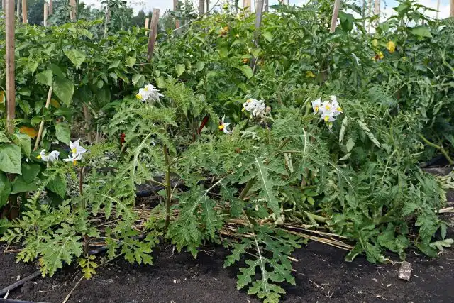 Паслен гулявниколистный (Solanum sisymbriifolium)