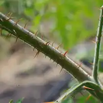 Стебель личи томата покрыт крупными оранжево-коричневыми шипами