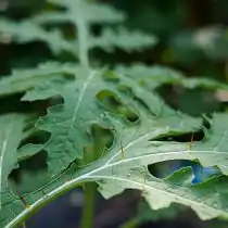 Шипы личи томата расположены по жилкам на обоих сторонах листа
