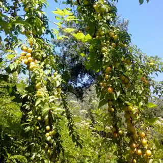 Куст алычи с некрупными жёлтыми плодами