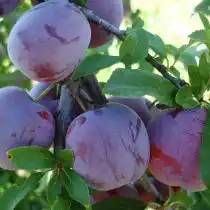 Алыча «Обильная»