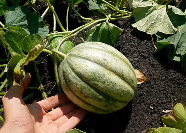 Канталупа, или Мускусная дыня (Cucumis melo)