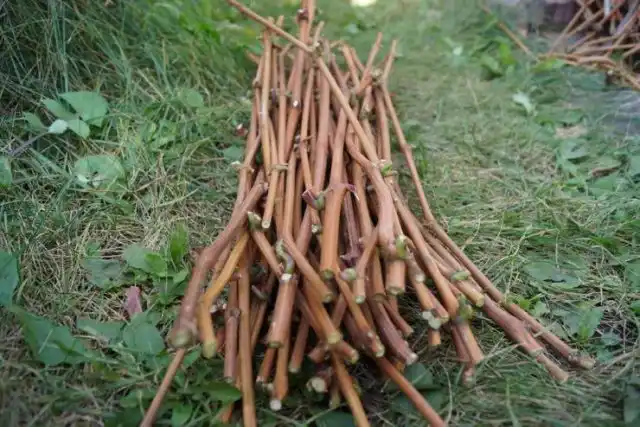 Срезанные черенки винограда
