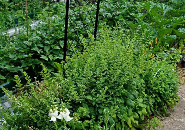 Мелисса лимонная (Melissa officinalis)