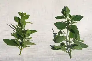 Слева — стебель мелиссы, справа — котовник