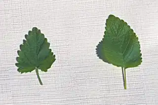 Слева — лист котовника, справа — лист мелиссы