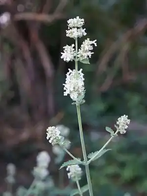 Котовник цветет кистевидными соцветиями на макушках побегов