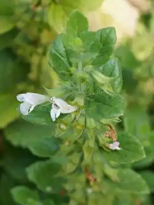 Цветки мелиссы распускаются в пазухах листьев