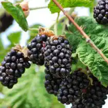 Ежемалина «Марион» (Marion)