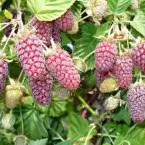 Ежемалина «Логанберри» (Loganberry)