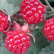 Ежемалина «Ред Даймонд» (Red Diamond)