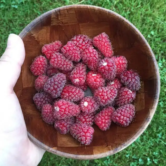 Гибридные растения отличаются несравнимой с малиной урожайностью и крупноплодностью