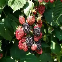 Ежевика «Торнфри» (Tornfree)