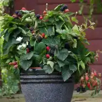 Ежевика «Пурпл Опал» (Purple Opal)