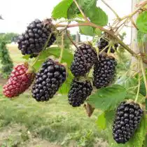 Ежевика «Коламбия Стар» (Columbia Star)