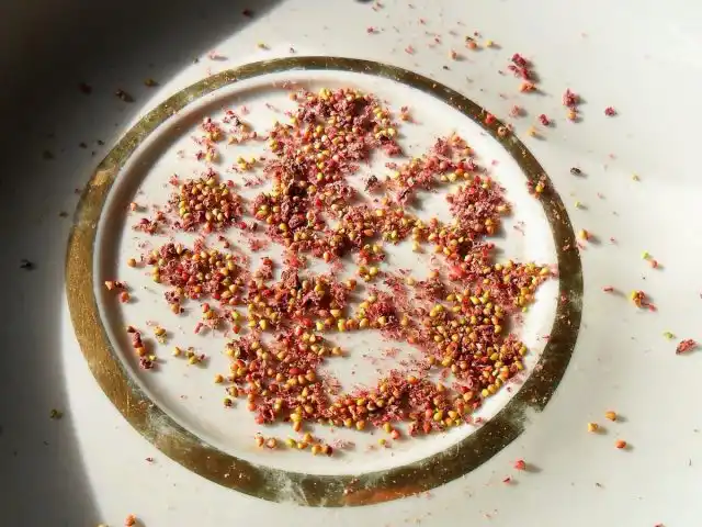 Размножать землянику безусую необходимо исключительно семенами