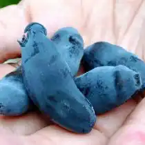 Жимолость «Стрежевчанка»