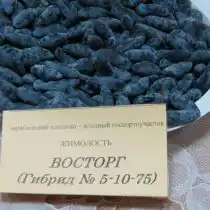 Жимолость «Восторг»