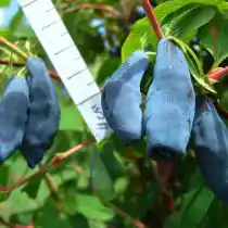 Жимолость «Дочь Великана»