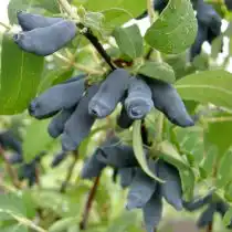 Жимолость «Княгиня»