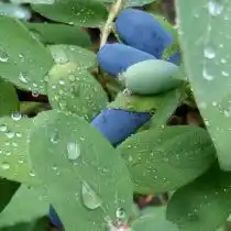 Жимолость «Амур» (Amur)