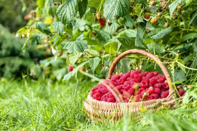 Кращі зарубіжні та вітчизняні